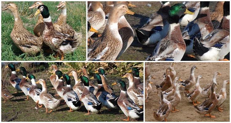 Bashkir duck