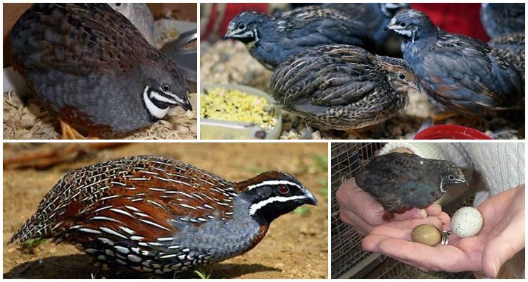 Chinese painted quail