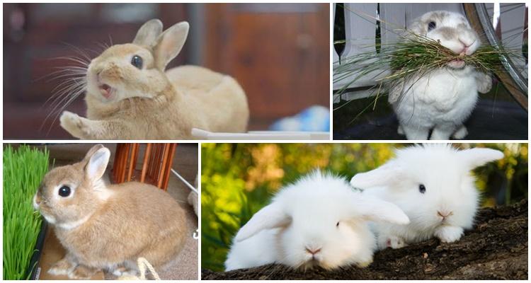 alimentando coelhos bebês