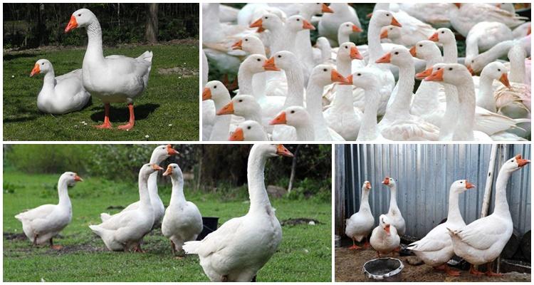 quoi nourrir les canards de chair