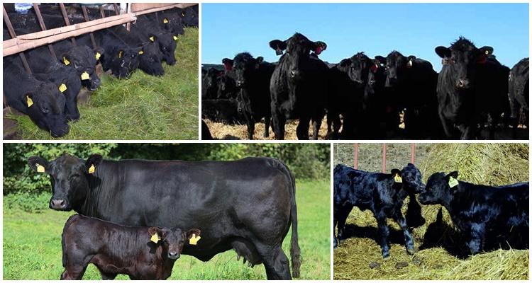 Pasmina Aberdeen Angus