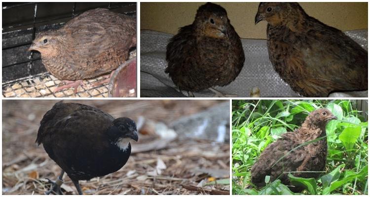 English black quail