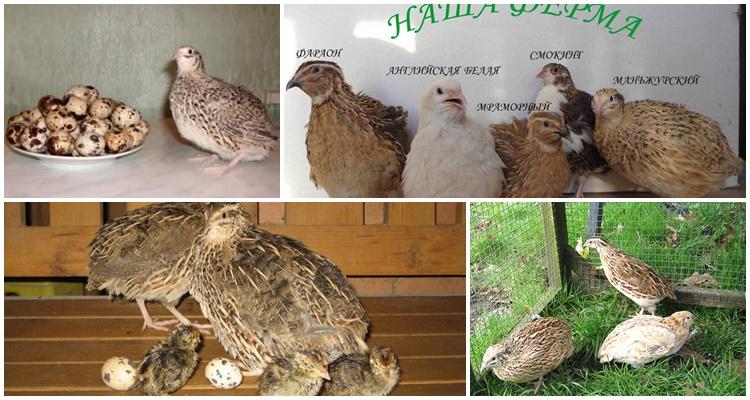 LOTS OF QUAILS