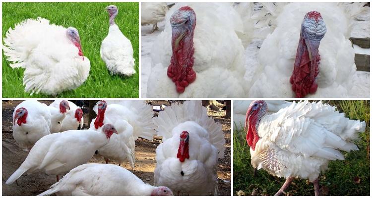 white broad-breasted turkeys