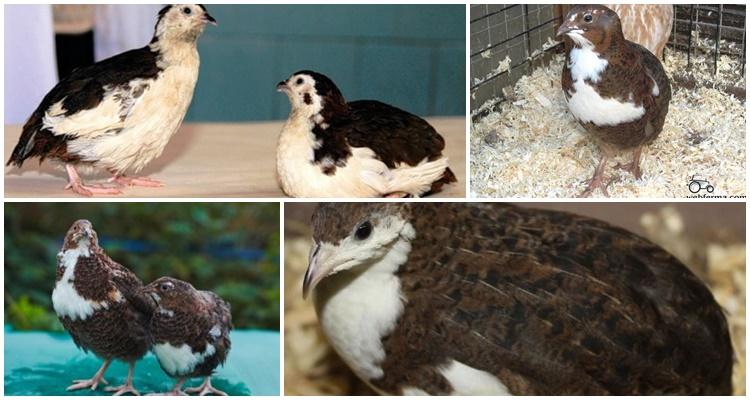 tuxedo quail