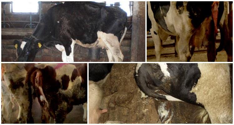 endometritis in cows