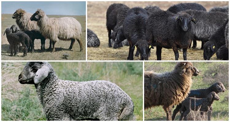 plemeno ovcí Karakul