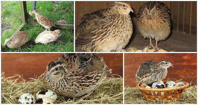 Manchurian quail