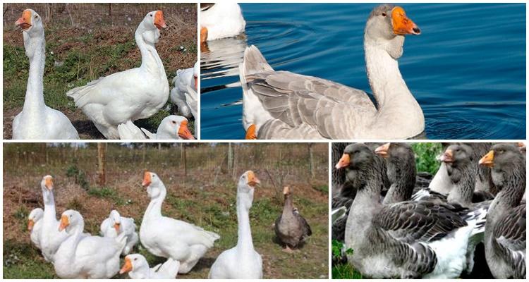 Kholmogory geese