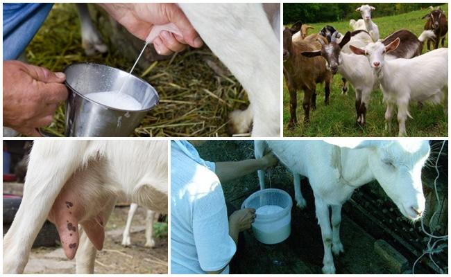 What to feed a goat to increase milk yield, methods at home