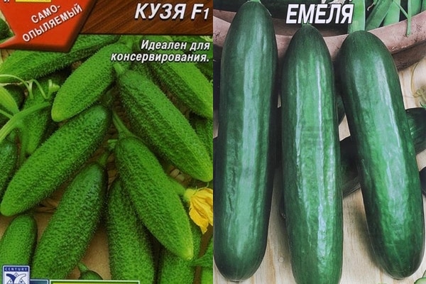 Sementes de pepino Emelya e Kuzya