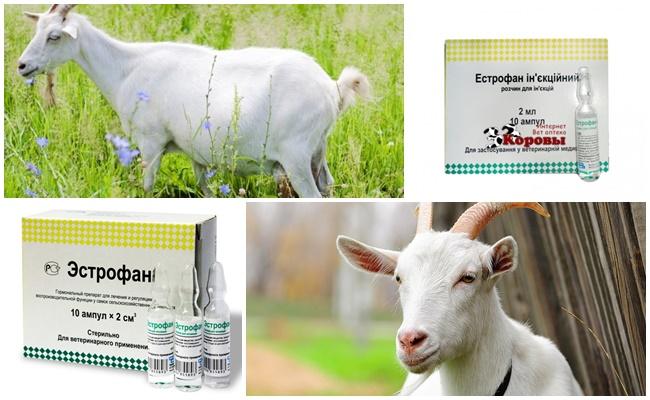 estrofan for goats