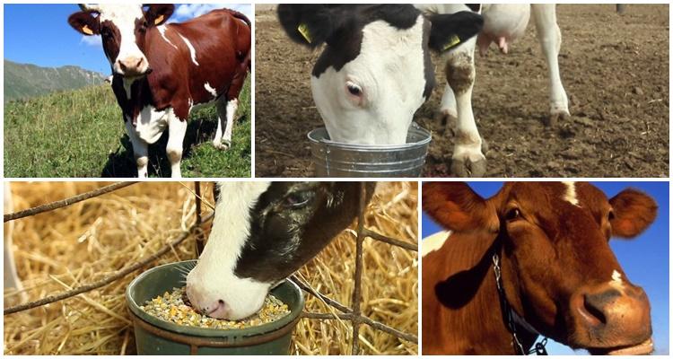 feeding cows