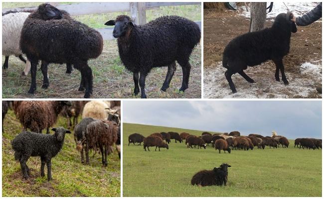 Plemeno ovcí Karachay
