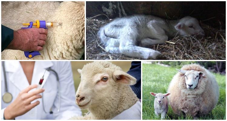 enterotoxémie ovcí