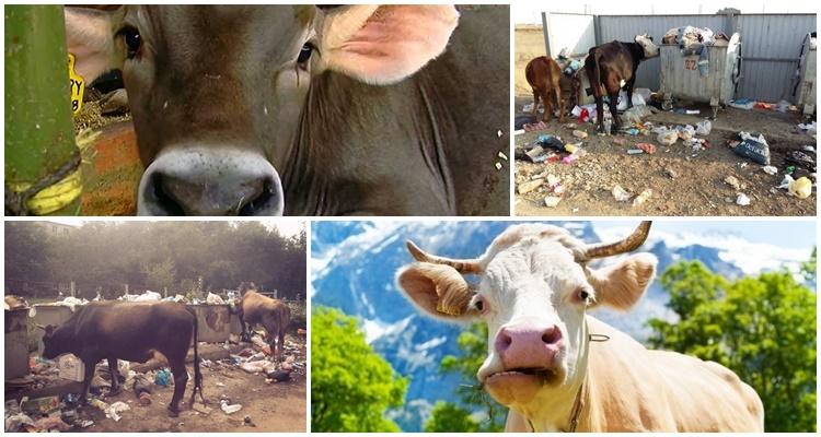 la vache a mangé un sac en plastique 