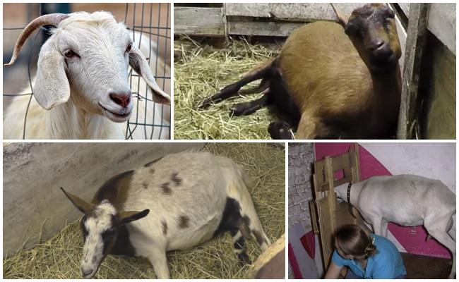 poporodní paréza u koz: příznaky a léčba