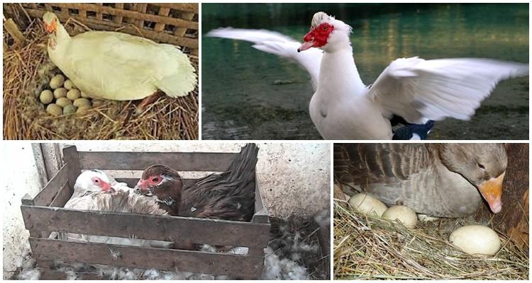 kako na jednostavan način natjerati indijsku patku da sjedne na jaje