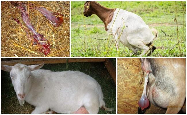 kambing tidak melepasi plasenta