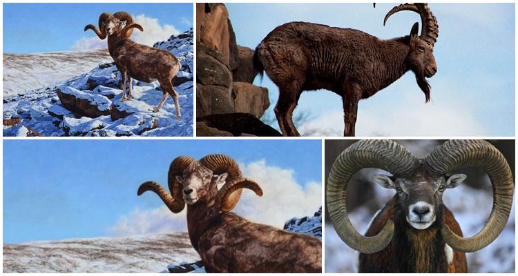 Mouflon de montagne