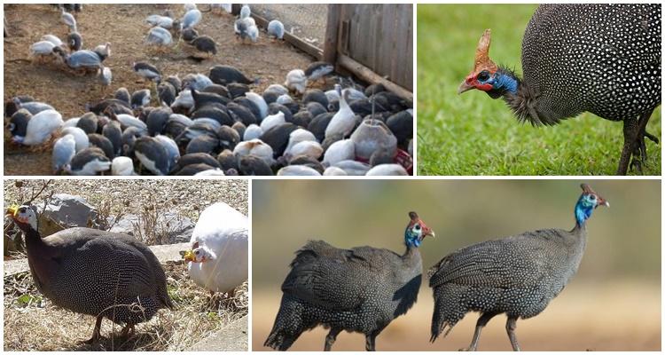 maraming guinea fowl