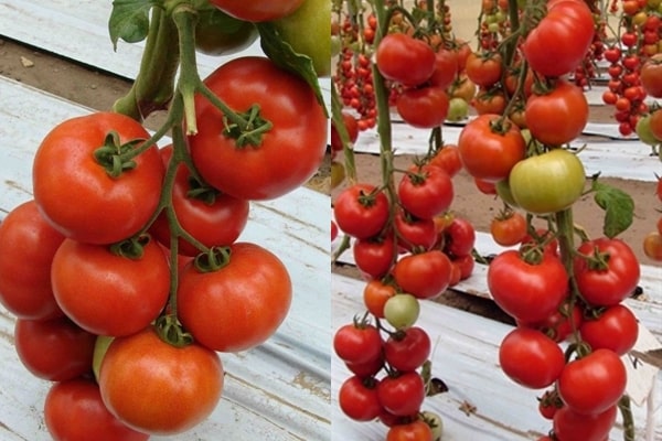 belle tomato bushes