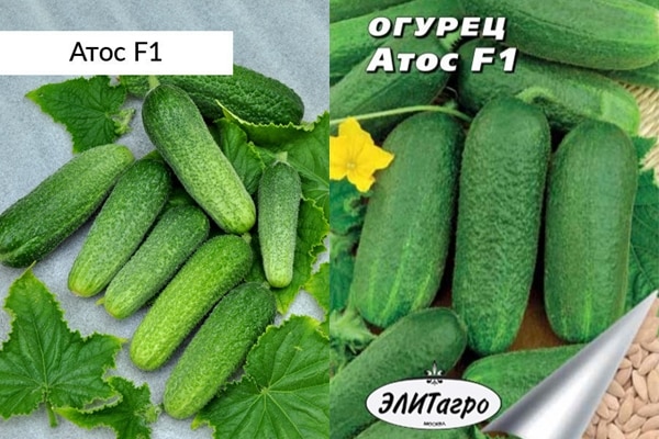 Atos cucumber seeds