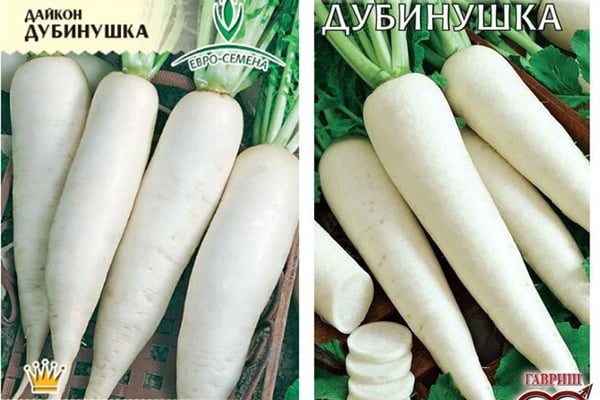 Mga buto ng Daikon Dubinushka