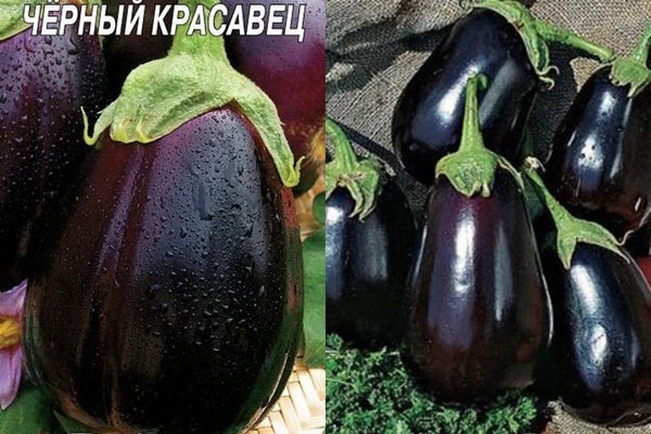 aubergine sort Svart stilig