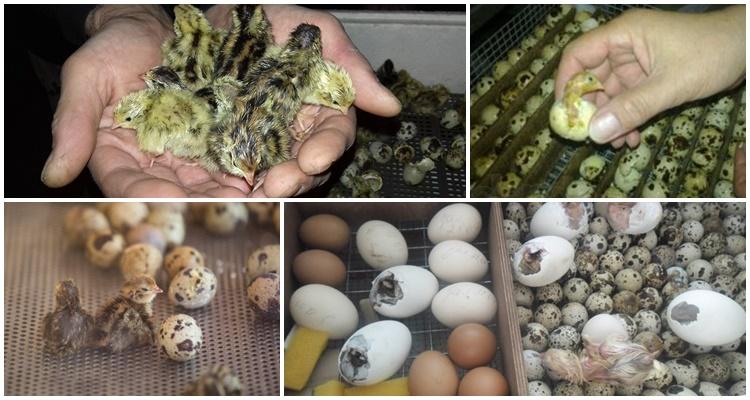 inkubace křepelčích vajec