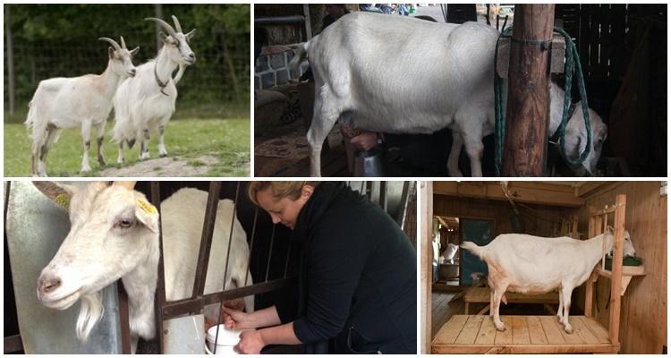 milking a goat