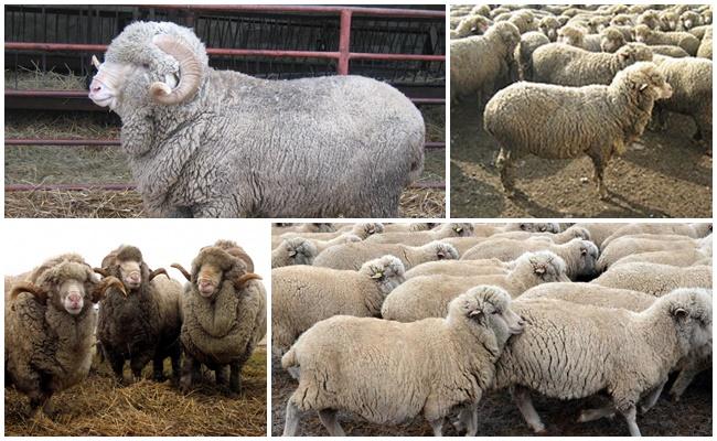 Ascanian breed of sheep