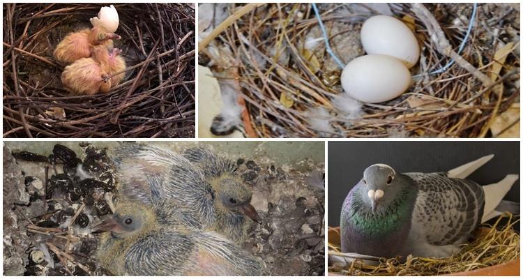 pigeon nests