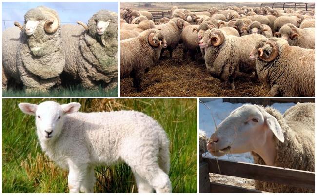 Ascanian breed of sheep