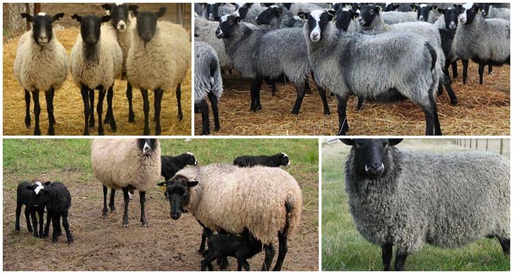 Romanovské plemeno ovcí