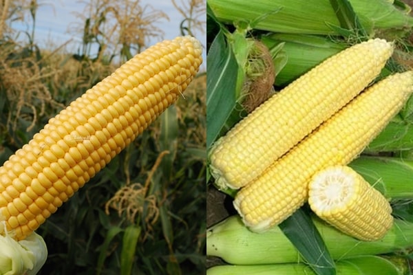 appearance of Landmark F1 corn