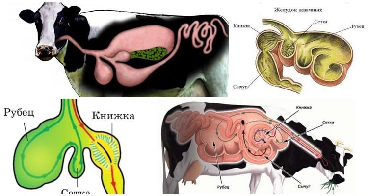 cow stomach