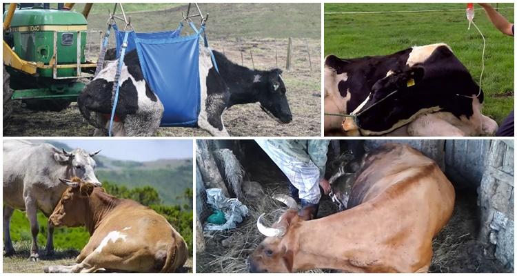 cómo levantar una vaca después de estar agachada sin cabrestante