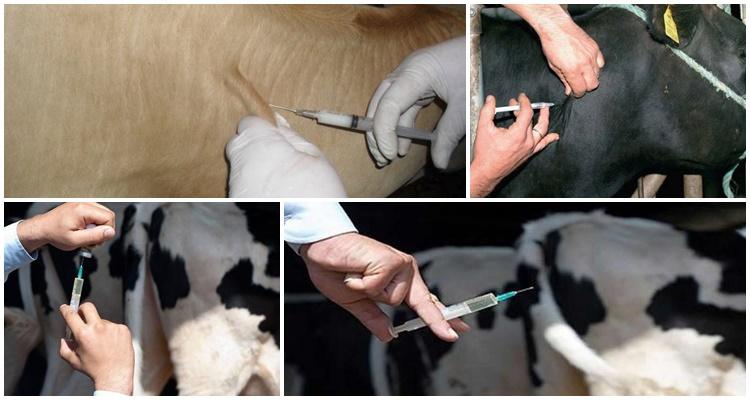 bovine vaccine