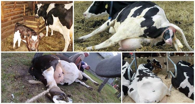 cara mengangkat lembu selepas baring rendah tanpa win