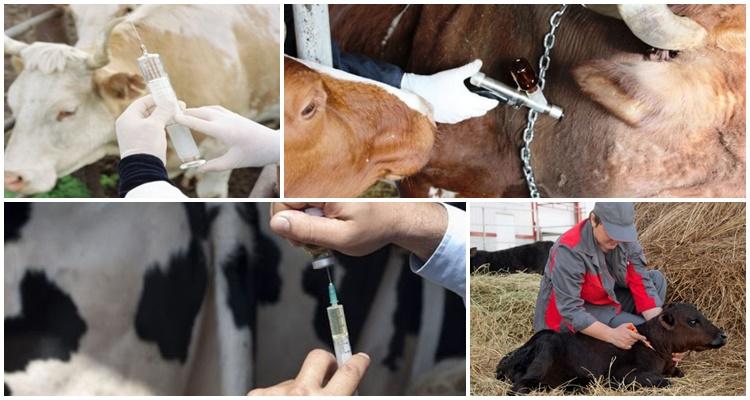 bovine vaccine