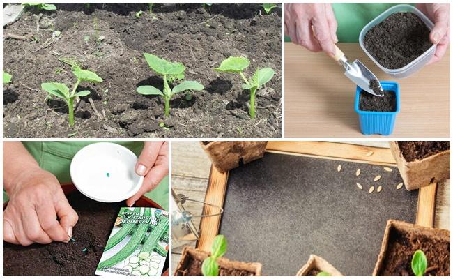 planting cucumbers