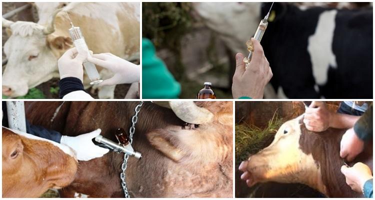 bovine vaccine