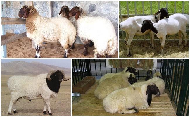 Kalmycké plemeno ovcí