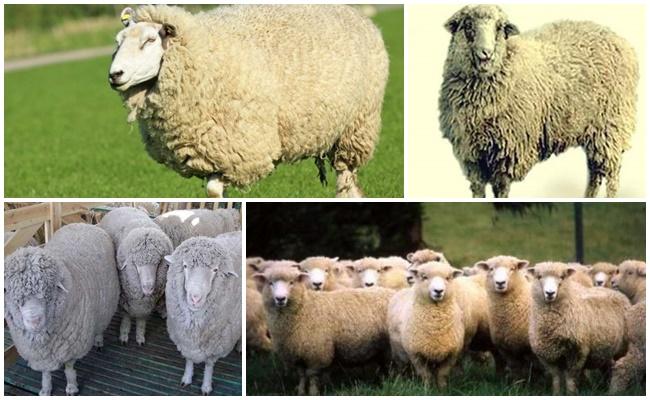 Kuibyshev plemeno ovcí