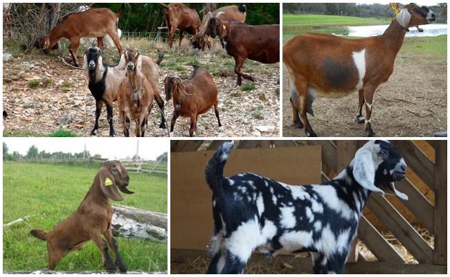 goat breeding