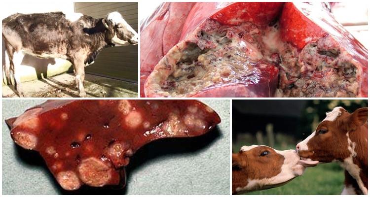 Symptoms and diagnosis of tuberculosis in cattle, treatment and vaccination