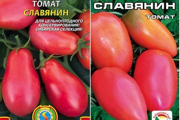 semena rajčat Slavyanin