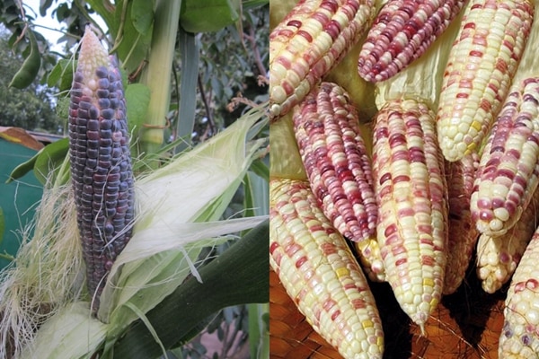 appearance of corn variety Black Pearl