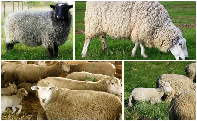 různé ovce